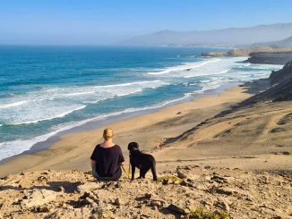 Hund Strand La Pared