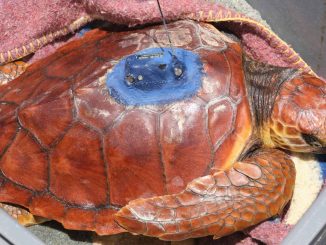 Schildkroete amputierte Flosse