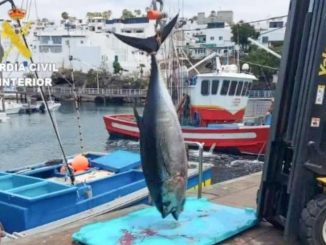Thunfisch illegal gefangen