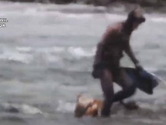 Fischwilderer Oktopus Fuerteventura