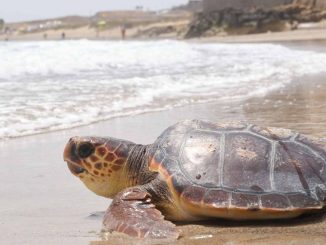 Schildkroete Freilassung Playa Blanca