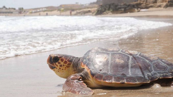 Schildkröte-Freilassung-Playa-Blanca