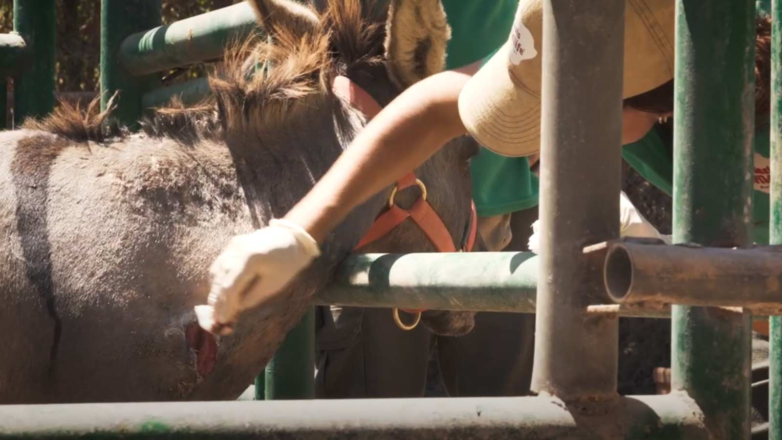 Tierschutzorganisationen und Behörden fangen drei wilde Esel im Süden von Fuerteventura 1 Verletzung Esel