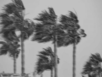 Starkwind: Mann in Hotelgarten auf Fuerteventura von herabfallender Palme schwer verletzt 1 Palmen grau Wind