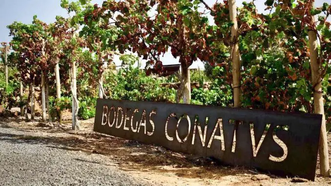 Bodegas-Conatvs-Fuerteventura