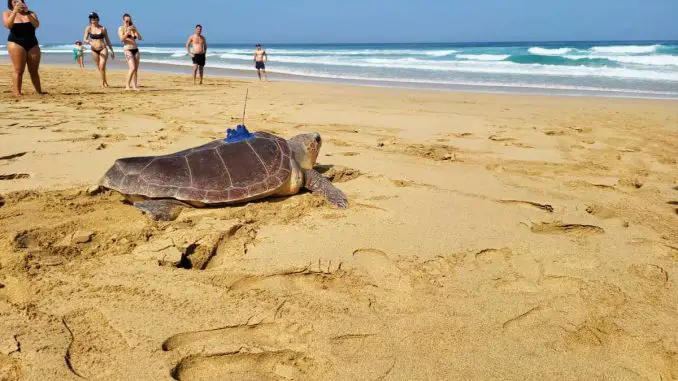 Freilassung_Schildkroete_Fuerteventura