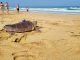Freilassung Schildkroete Fuerteventura