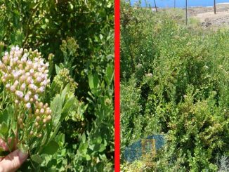 Invasive Pflanzenart von Teneriffa macht Botanikern auf Fuerteventura Sorge 1 Pluchea Ovalis Teneriffa Fuerteventura