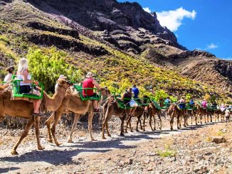 Kamelsafari Fuerteventura