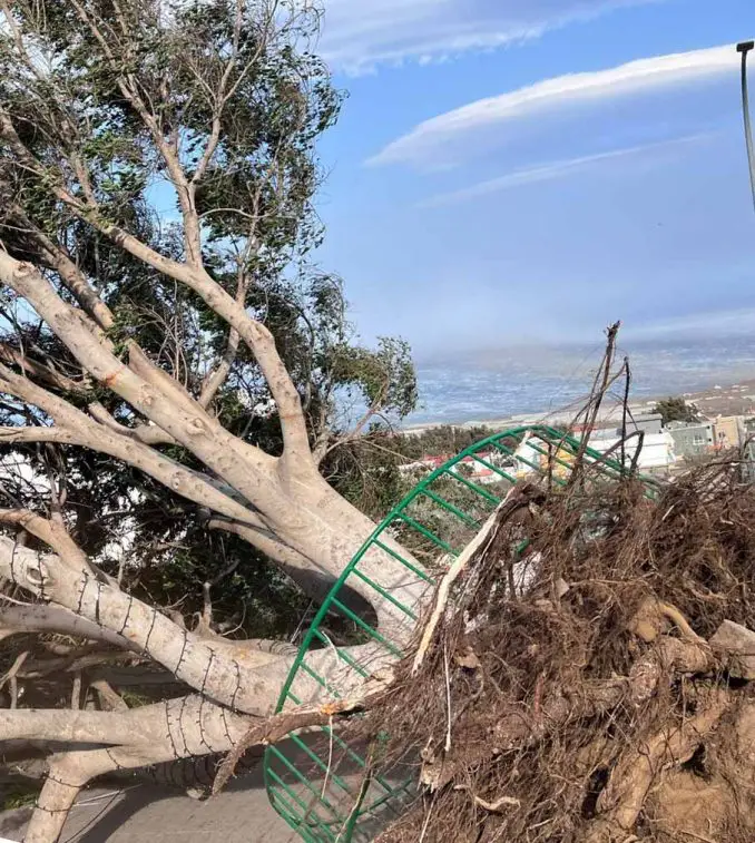 Warnstufe Rot auf El Hierro: Orkanböen provozieren über 300 Notrufe in Provinz Teneriffa 2 entwurzelter Baum El Hierro