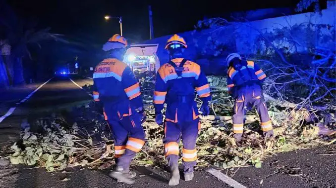 umgestürzter-Baum-La-Orotava-Teneriffa