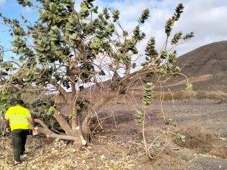 Kampagne Seidenbaum calotropis Fuerteventura
