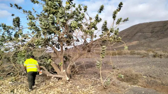 Kampagne-Seidenbaum-calotropis-Fuerteventura