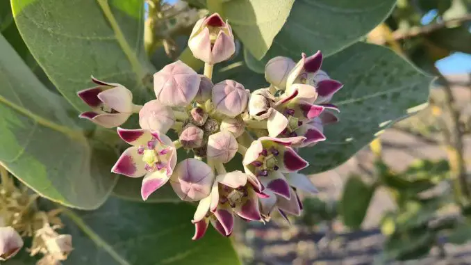 Fuerteventura startet Pilotprojekt zur Bekämpfung invasiver Pflanzenarten 1 Oscher Fettblattbaum Blueten