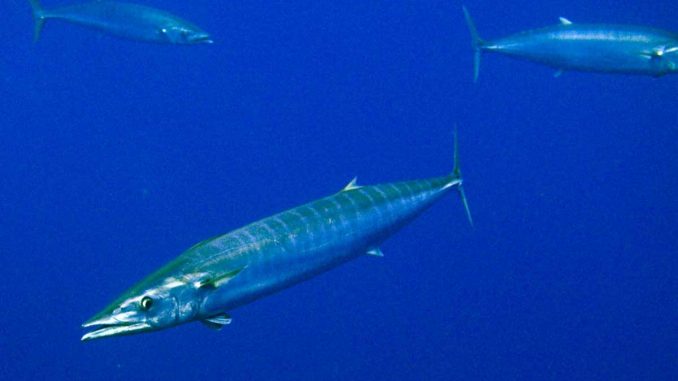 Peto Wahoo