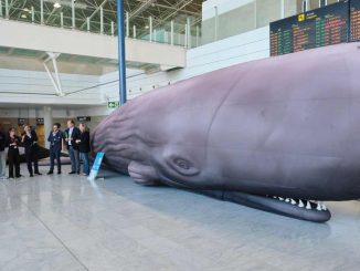 Ausstellung Wale Flughafen