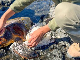 Meeresschildkroete verheddert