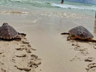 5 Schildkröten nach Genesung auf Fuerteventura unter Anwesenheit ihrer Retter freigelassen 1 Schildkroeten Freilassung Fuerteventura Corralejo