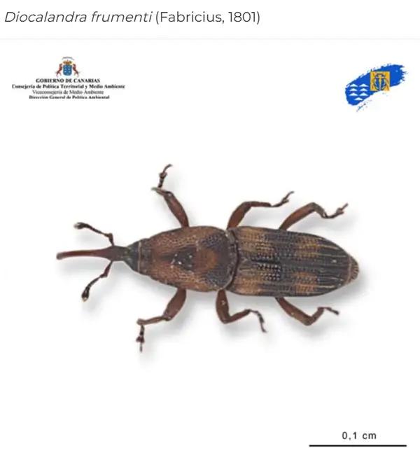 Fuerteventura: Studie zur bedrohten Kanarischen Dattelpalme gestartet 1 Diocalandra frumenti