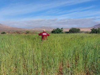 Roggen Testfeld Fuerteventura