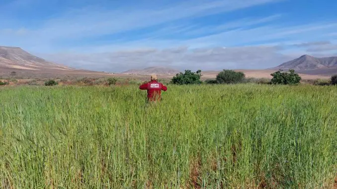 Roggen-Testfeld-Fuerteventura