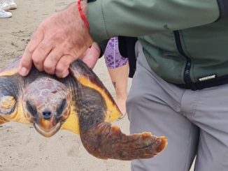 Schildkroetenfreilassung Playa Blanca