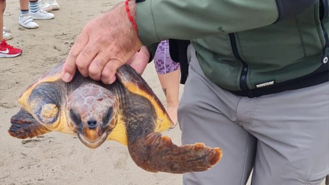 Schildkroetenfreilassung_Playa_Blanca