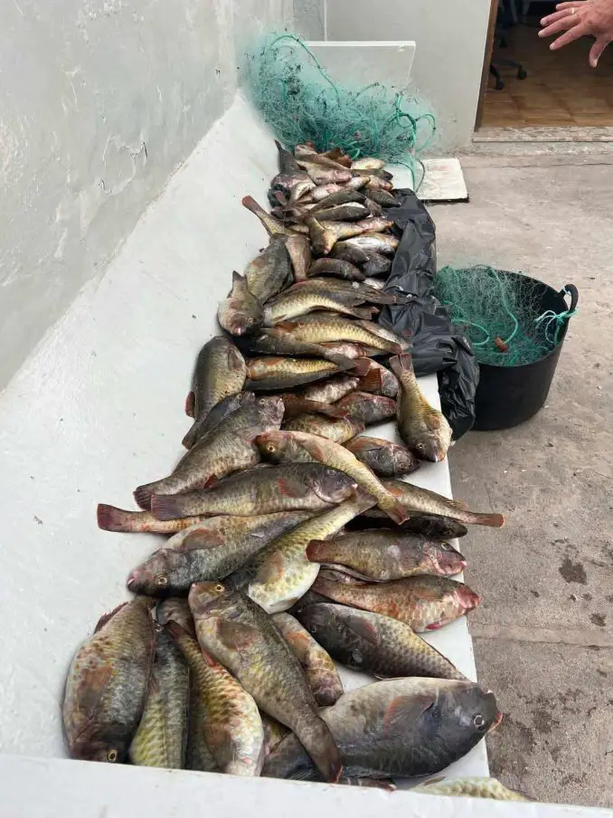 Polizei erwischt Fischwilderer mit illegalem Stellnetz bei Puerto Lajas auf Fuerteventura 1 Viejas Papageifische Wilderer