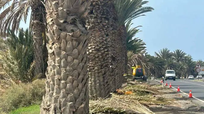Palmenpflege_GT