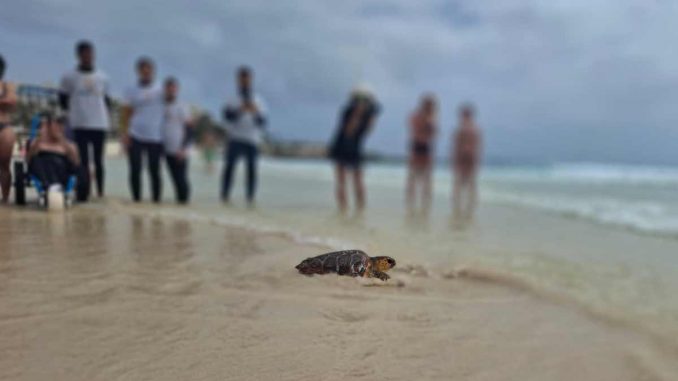 Freilassung-Schildkröte-Jugendliche-Corralejo