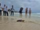 Freilassung Schildkroete Jugendliche Corralejo