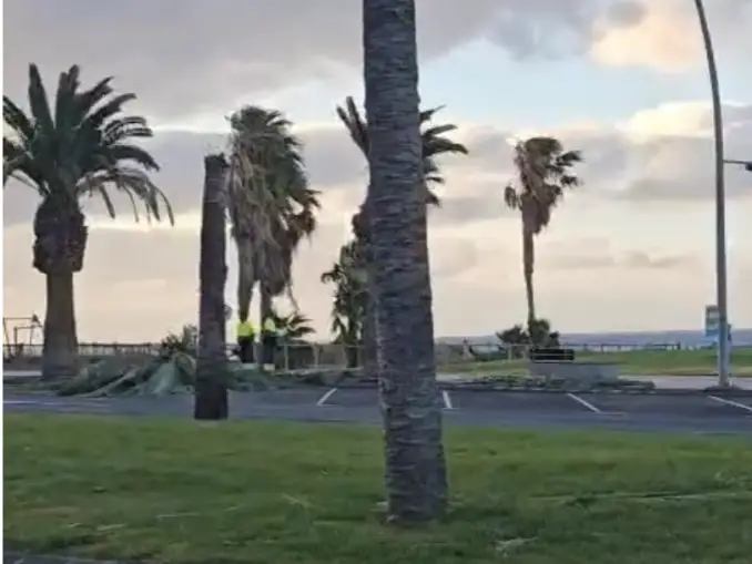 Schwere Sturmböen fegen über den Süden von Fuerteventura und knicken mehrere Palmen ab 1 image 6
