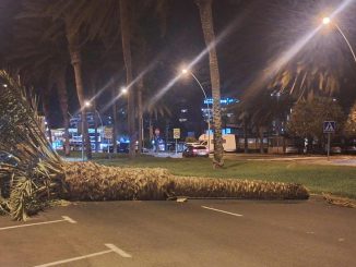 umgestuerzte Palme Jandia Strasse