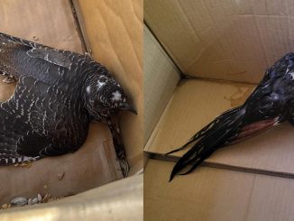 Voegel Estacion biologica web