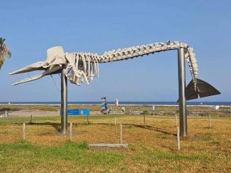 Walskelett Jandia kaputt