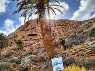 Erzfeind der Palmen auf Fuerteventura: Invasiver Schädling erstmals in Ajuy nachgewiesen 1 dioalcandra Palmen Ajuy