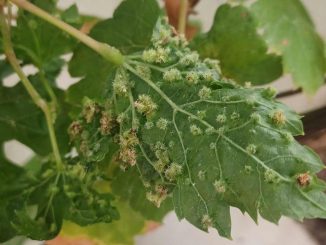 reblaus Weinblatt