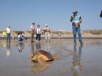 tortuga playablanca web