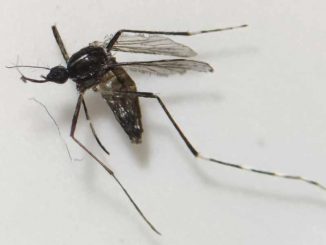 Kanarische Gesundheitsbehörde wegen Asiatischer Tigermücken auf Fuerteventura im Einsatz 8 Asiatische Tigermuecke Fuerteventura