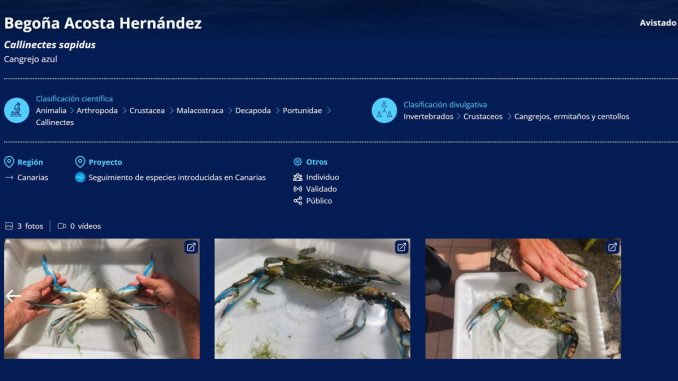 Invasive Blaue Schwimmkrabbe erstmals in Los Molinos auf Fuerteventura entdeckt 1 Blaue Schwimmkrabbe Fuerteventura