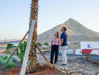 Unbekannte gießen Diesel auf Palmen und Bäume in Grünzonen in Tindaya auf Fuerteventura 5 Plame Diesel Tindaya