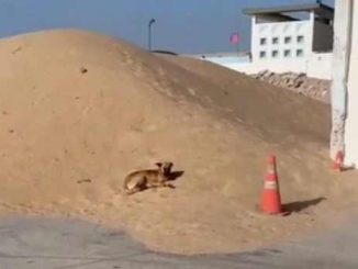 Illegaler Sand aus Westsahara im Hafen von Puerto del Rosario sorgt für Aufregung auf Fuerteventura 9 Sand Westsahara