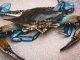 Invasive Blaue Schwimmkrabbe erstmals in Los Molinos auf Fuerteventura entdeckt 3 blaue Schwimmkrabbe