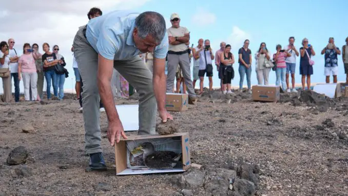 Freilassung-Gelbschnalbel-Sturmtaucher