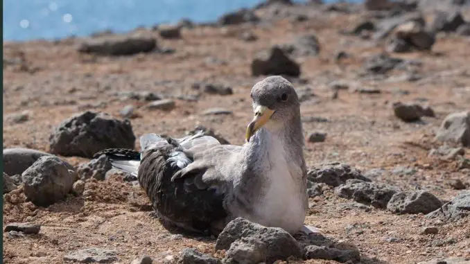 Freilassung von geretteten Gelbschnabel-Sturmtauchern auf Fuerteventura 1 Pardela