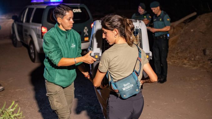 Servale Fuerteventura 2