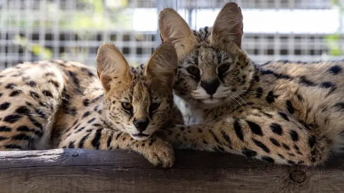 Servale Fuerteventura 3