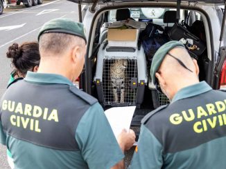 Servale Fuerteventura web