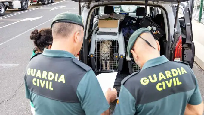 Servale_Fuerteventura_web