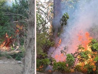 Brandstiftung Palmenwald Costa Calma